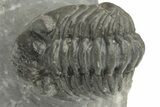 Two Detailed Phacopid (Adrisiops) Trilobites - Jbel Oudriss, Morocco #222417-2